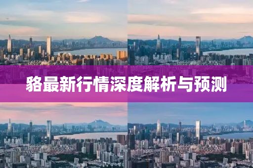 貉最新行情深度解析与预测