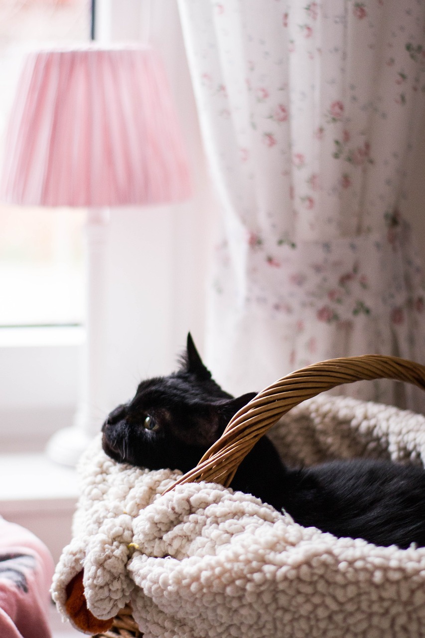 最新猫咪图片下载，探索猫咪世界的魅力与魅力瞬间