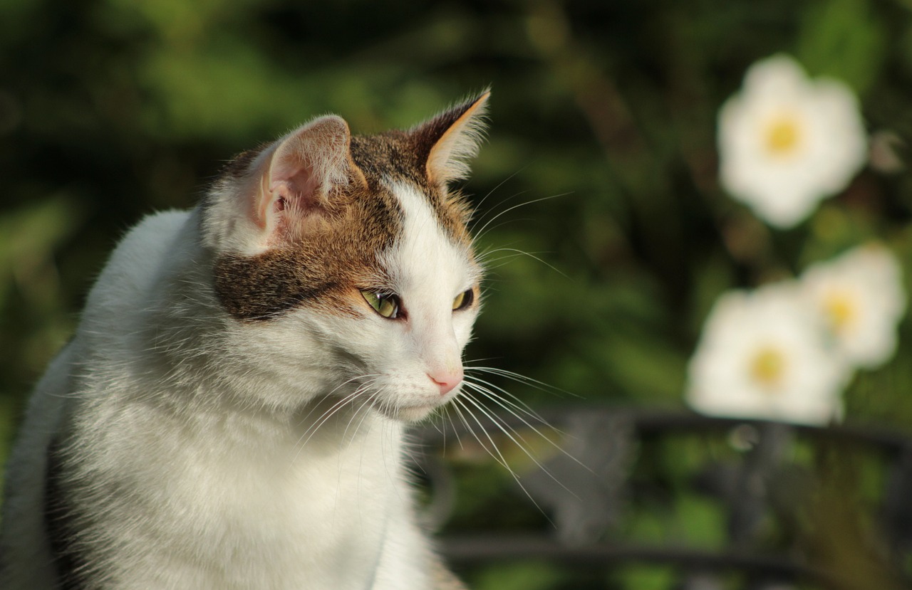 猫咪日常动漫，温馨乐趣的交织时光