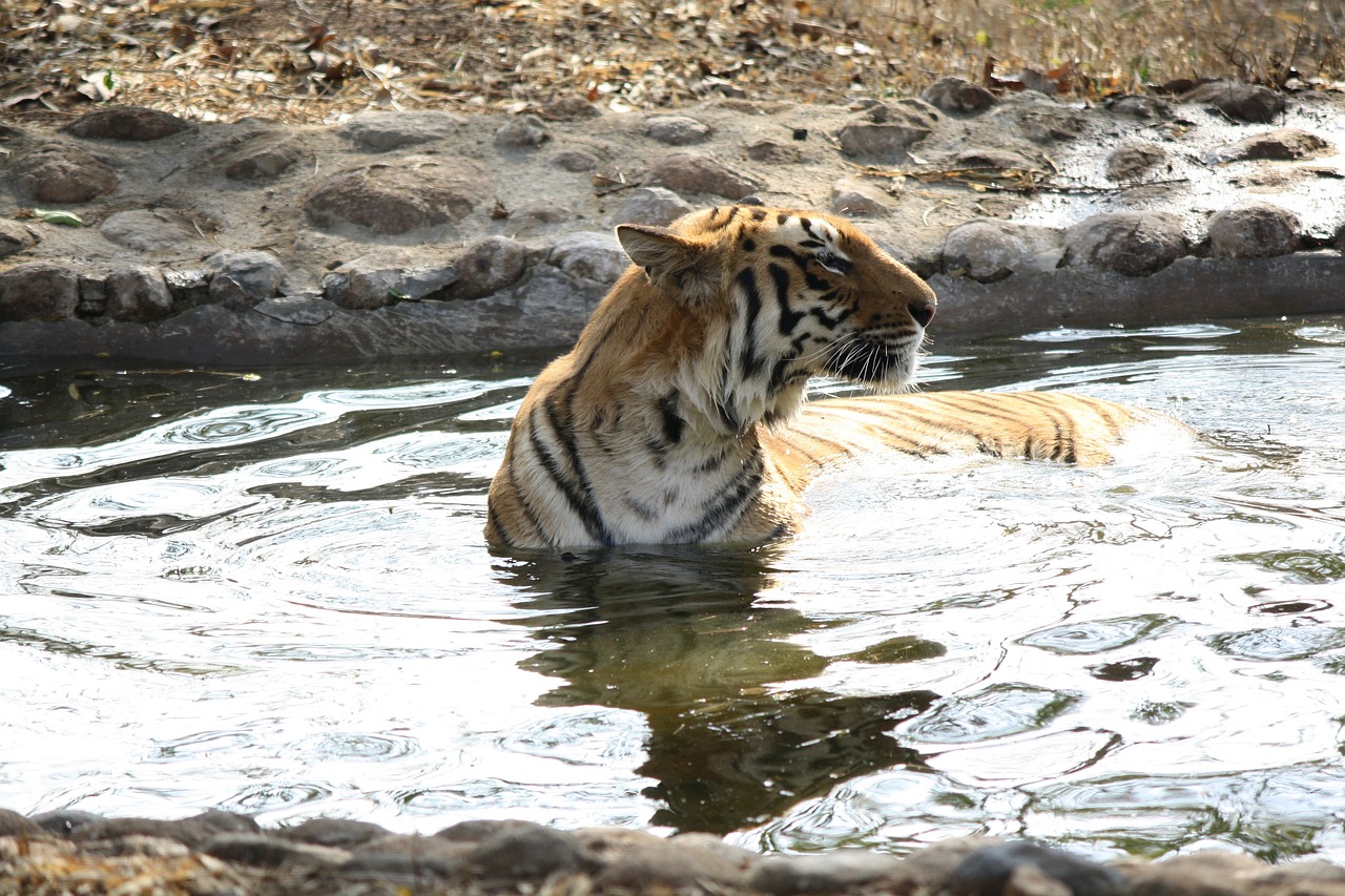 新澳2024最新资料大全：猪、蛇、狗、虎中