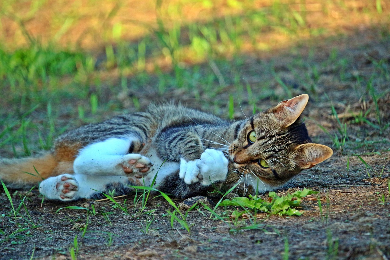 2024年天天彩资料免费大全：牛、兔、猴、虎中