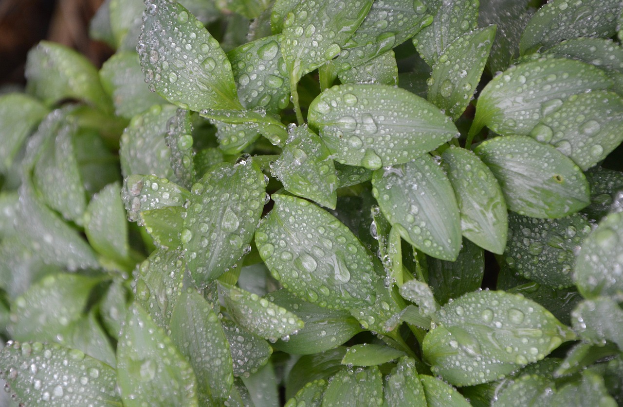 最新菜心品种大盘点，全面汇总最新菜心种类