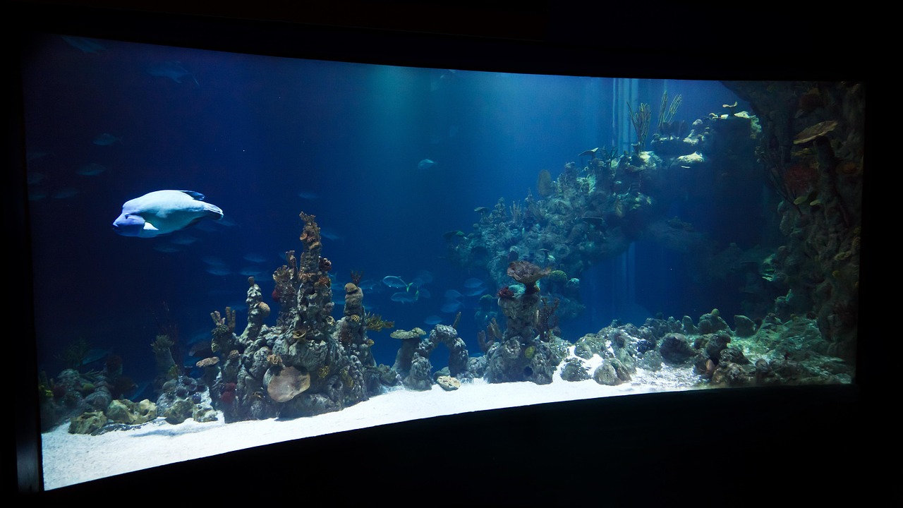 海昌海洋公园最新资讯深度解析报告