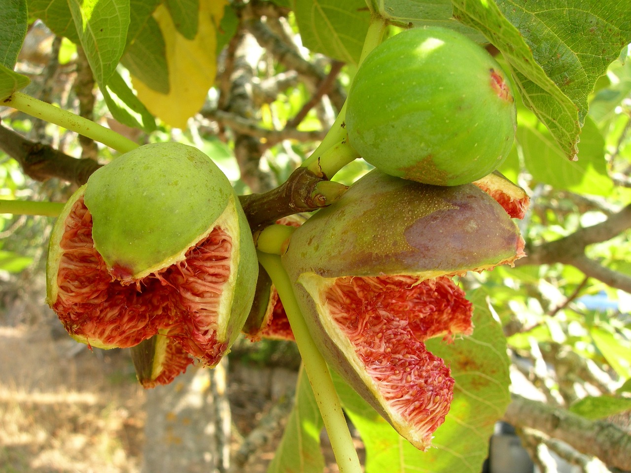 冬枣上市季节揭秘，时间与背后的故事