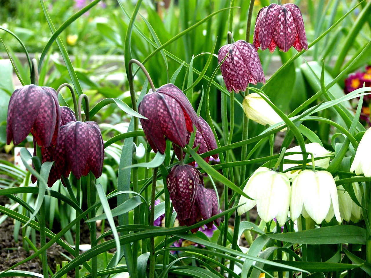 百合花价格行情深度解析与趋势分析