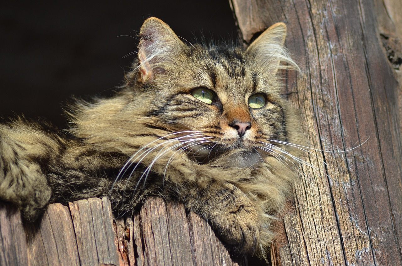 探索猫咪奇幻世界的猫动漫