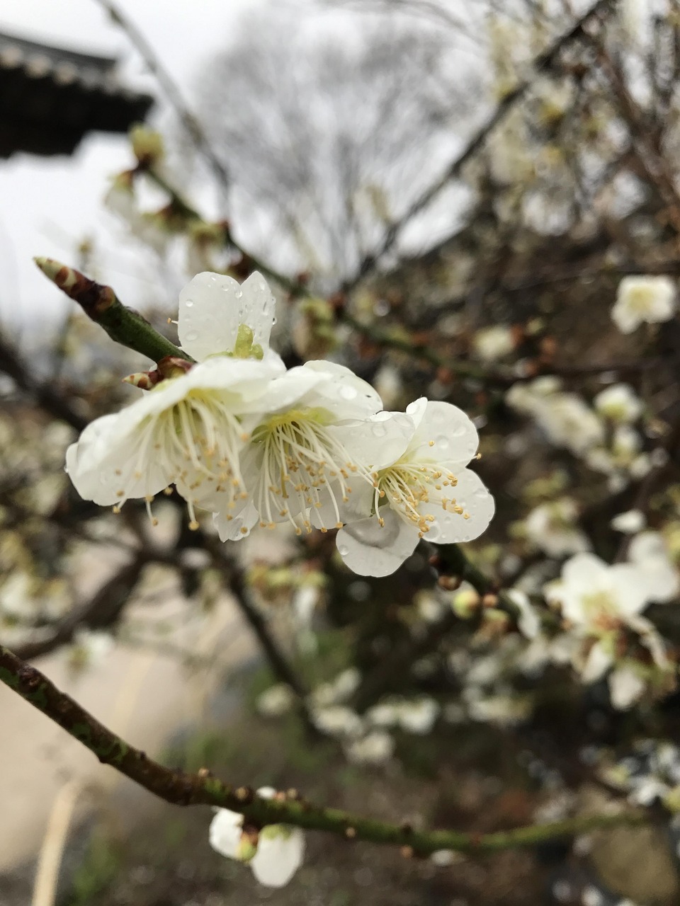 竹山县宝丰镇最新动态概览