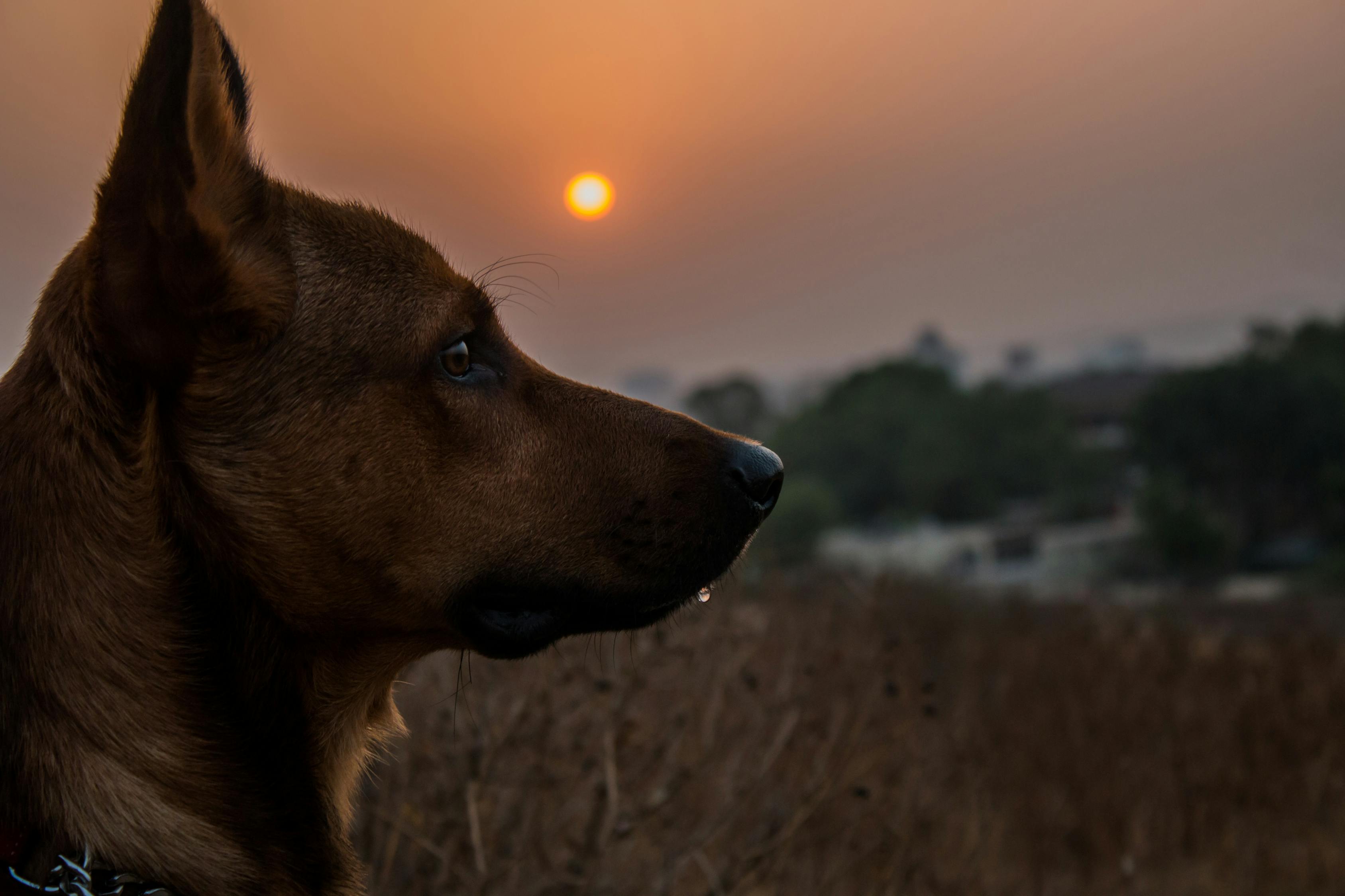 新上映狗狗题材电影探索，人与犬之间的深情纽带