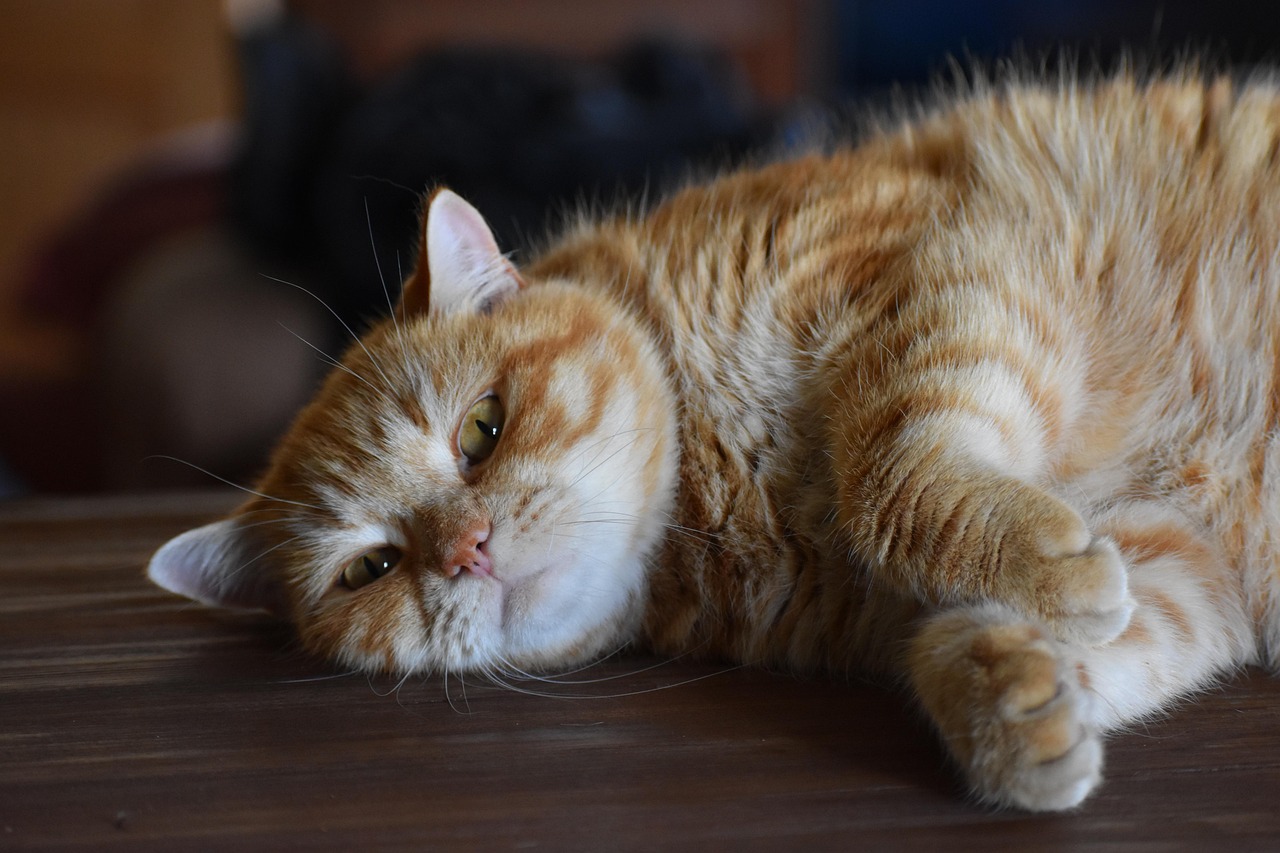 猫与二次元世界的奇幻之旅，动漫中的猫之魅力