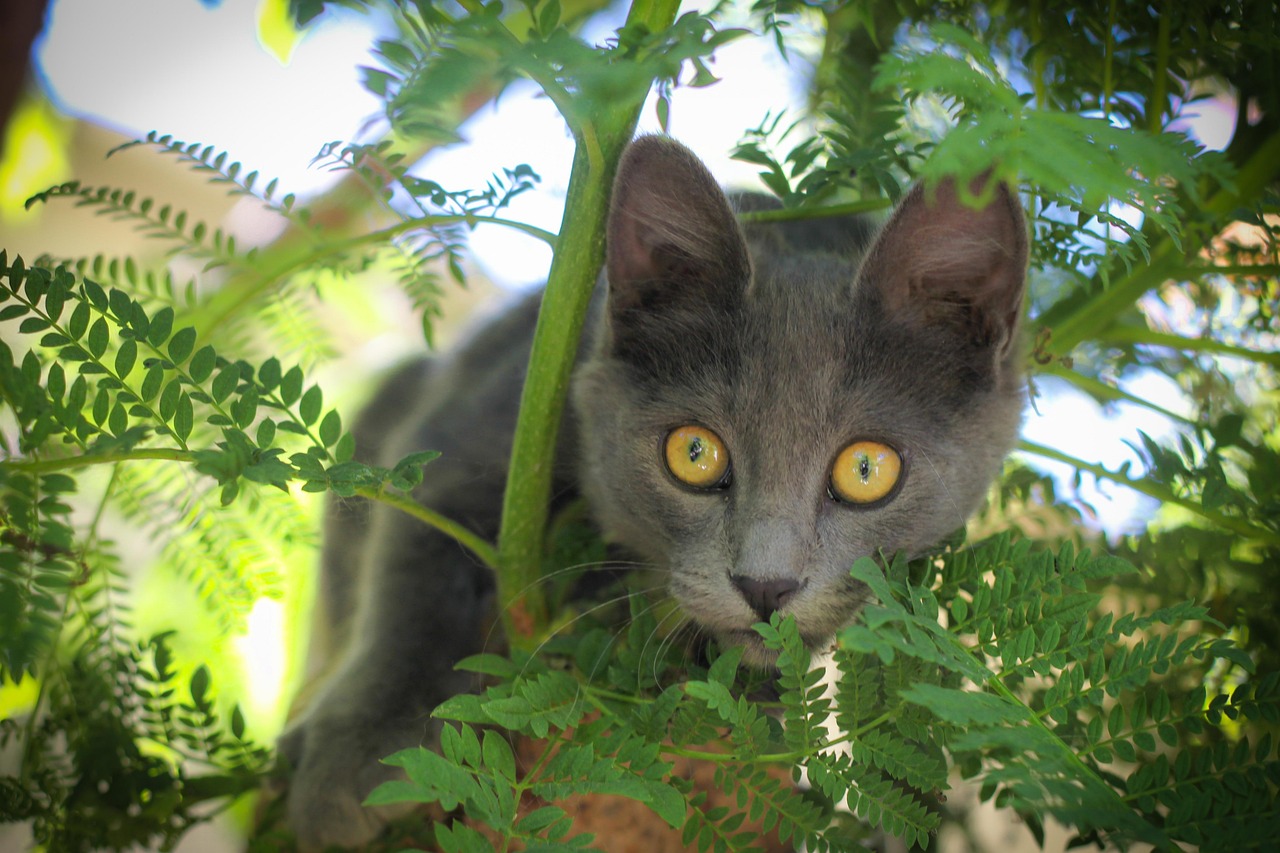 探索猫咪软件新世界，最新版下载指南