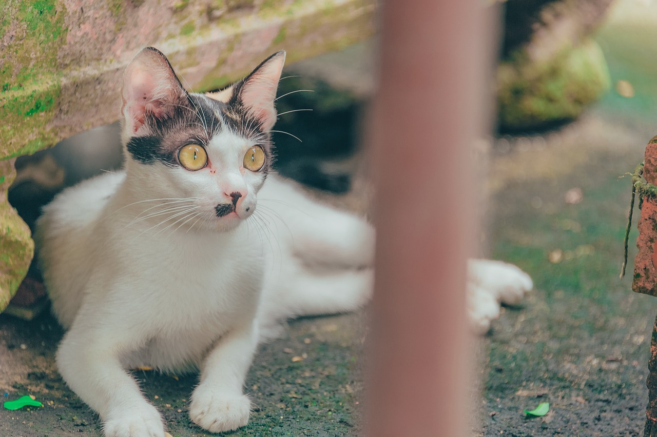 探索猫咪新玩法，与猫的互动乐趣无限延续！