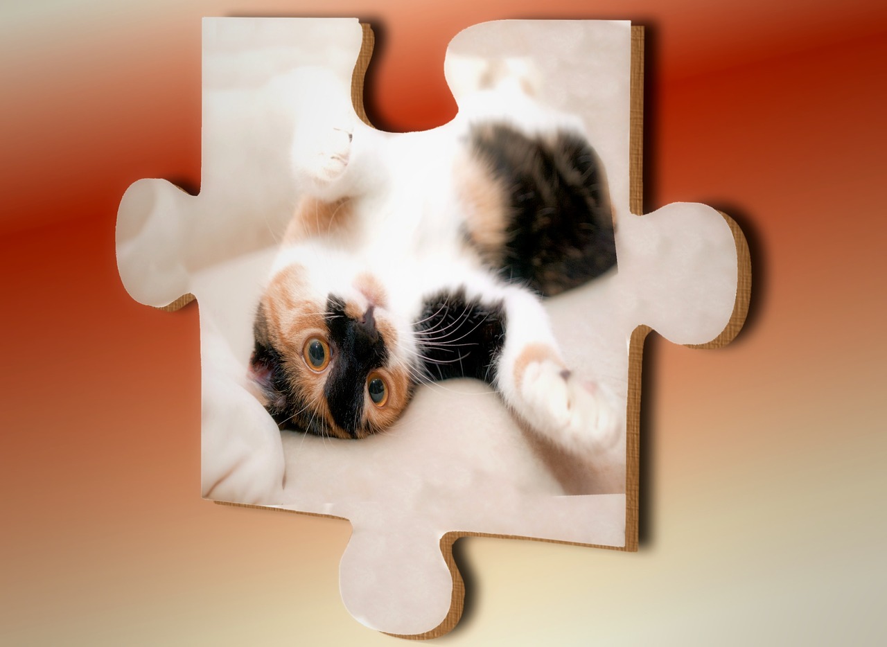 探索猫咪新版应用，下载安装指南及体验分享