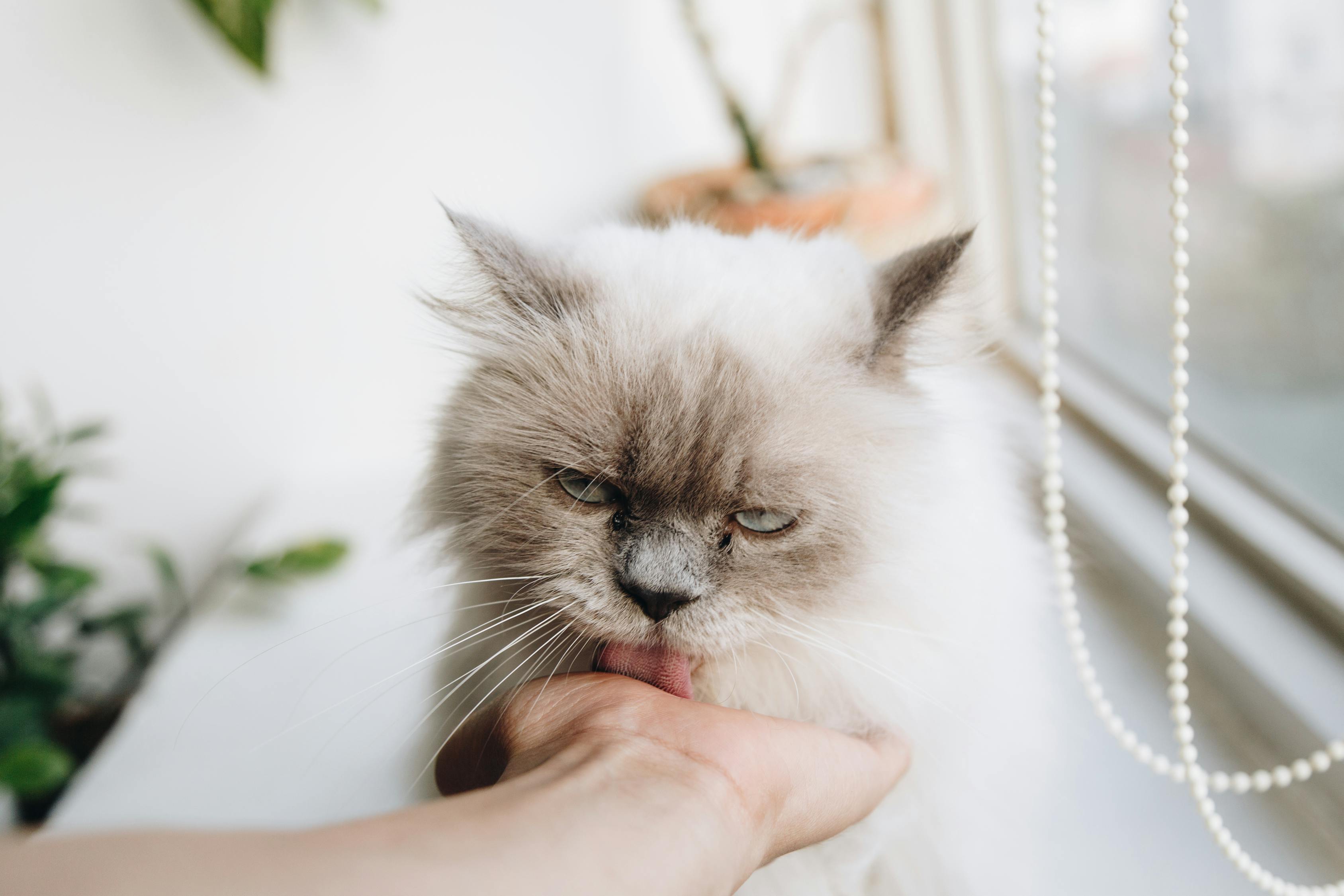 猫色潮流资讯，探索猫咪时尚的世界新潮流