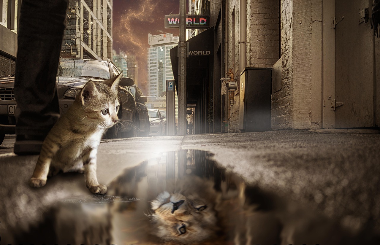 猫的动漫头像，独特的网络文化表达形式