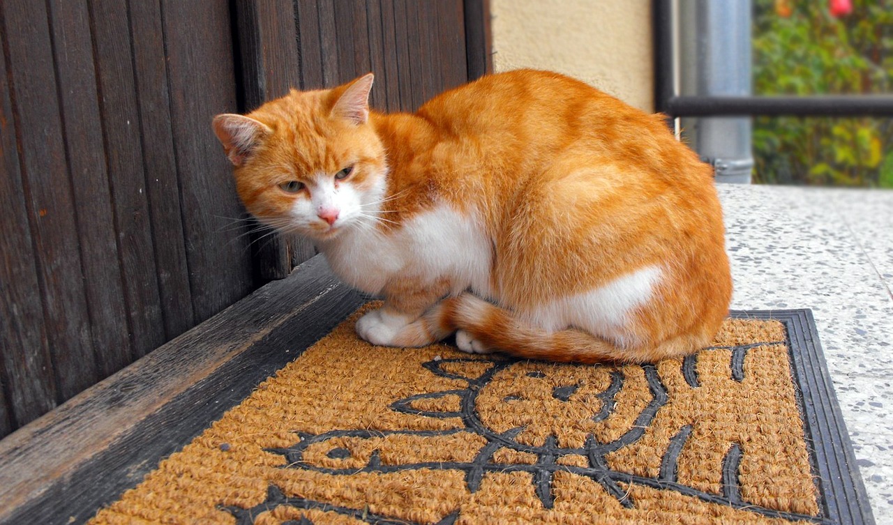 猫咪后院新奇独特猫种探秘