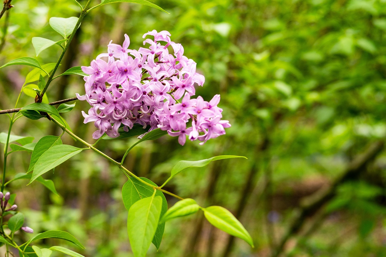 丁香花电影，光影交织中的诗意与情感表达