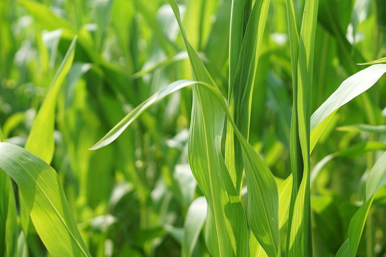 野生蜜价格行情深度分析
