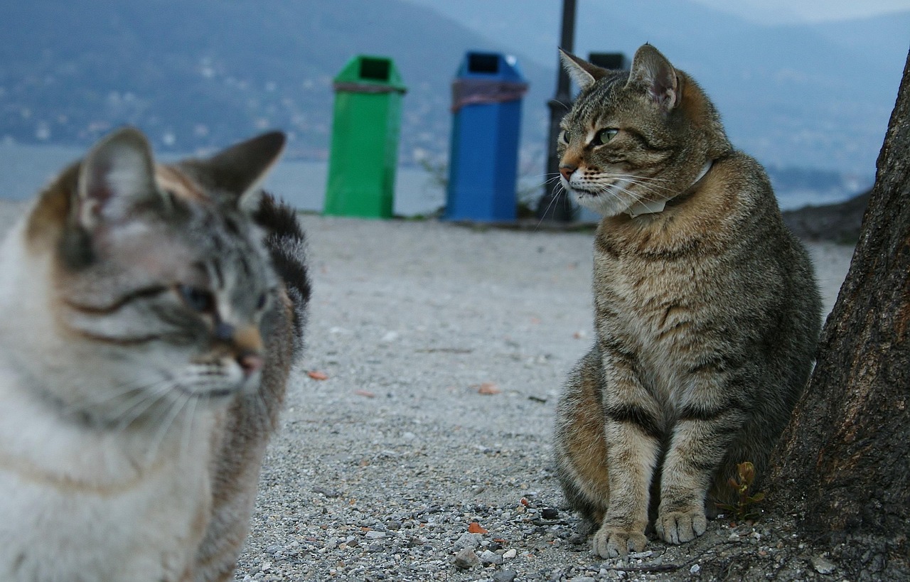 猫咪与电视的互动关系，是否会看电视？探讨猫咪的电视情缘。