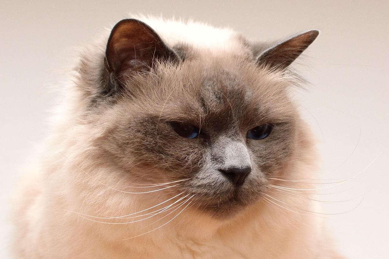 比赛猫，竞技与趣味的完美结合之战