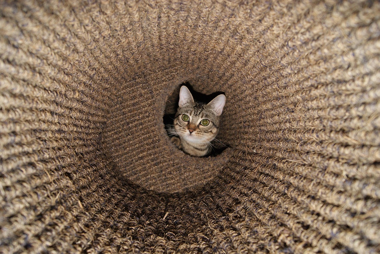 猫兔网最新资讯更新，探索最新动态与深度洞察