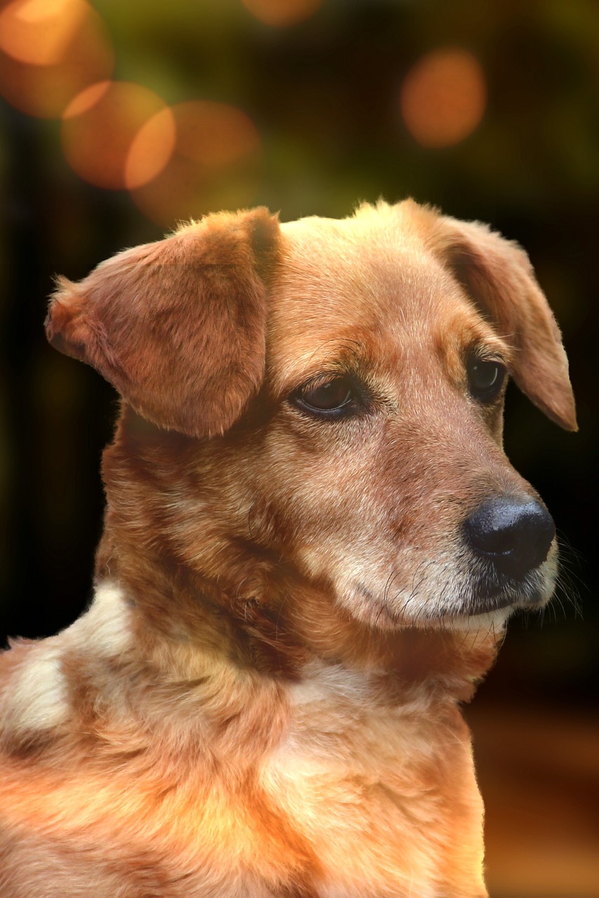 个人出售最新梗犬品种介绍，独特魅力的犬界新星