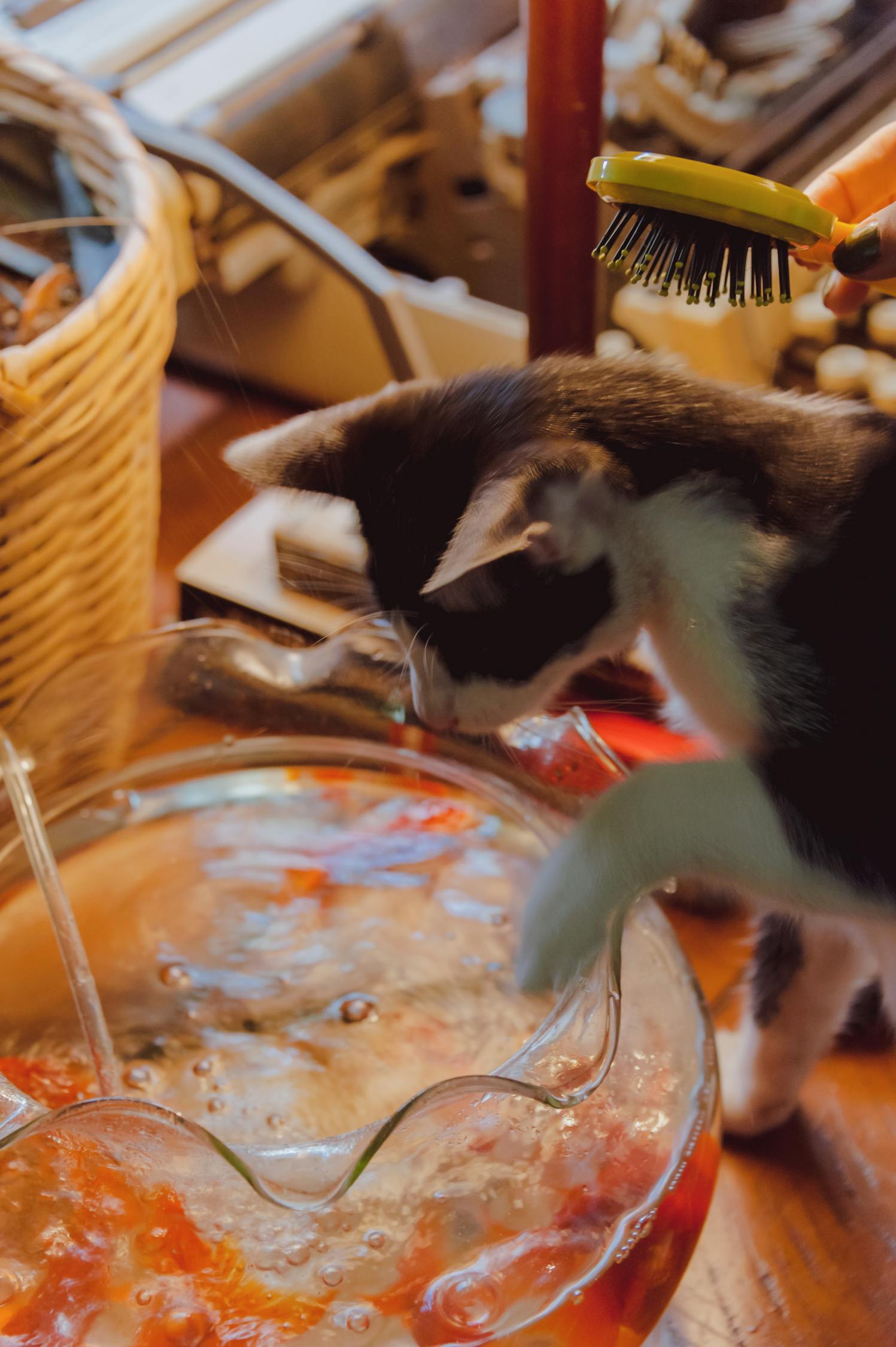 猫星最新动态揭秘，引领潮流的未来趋势探索