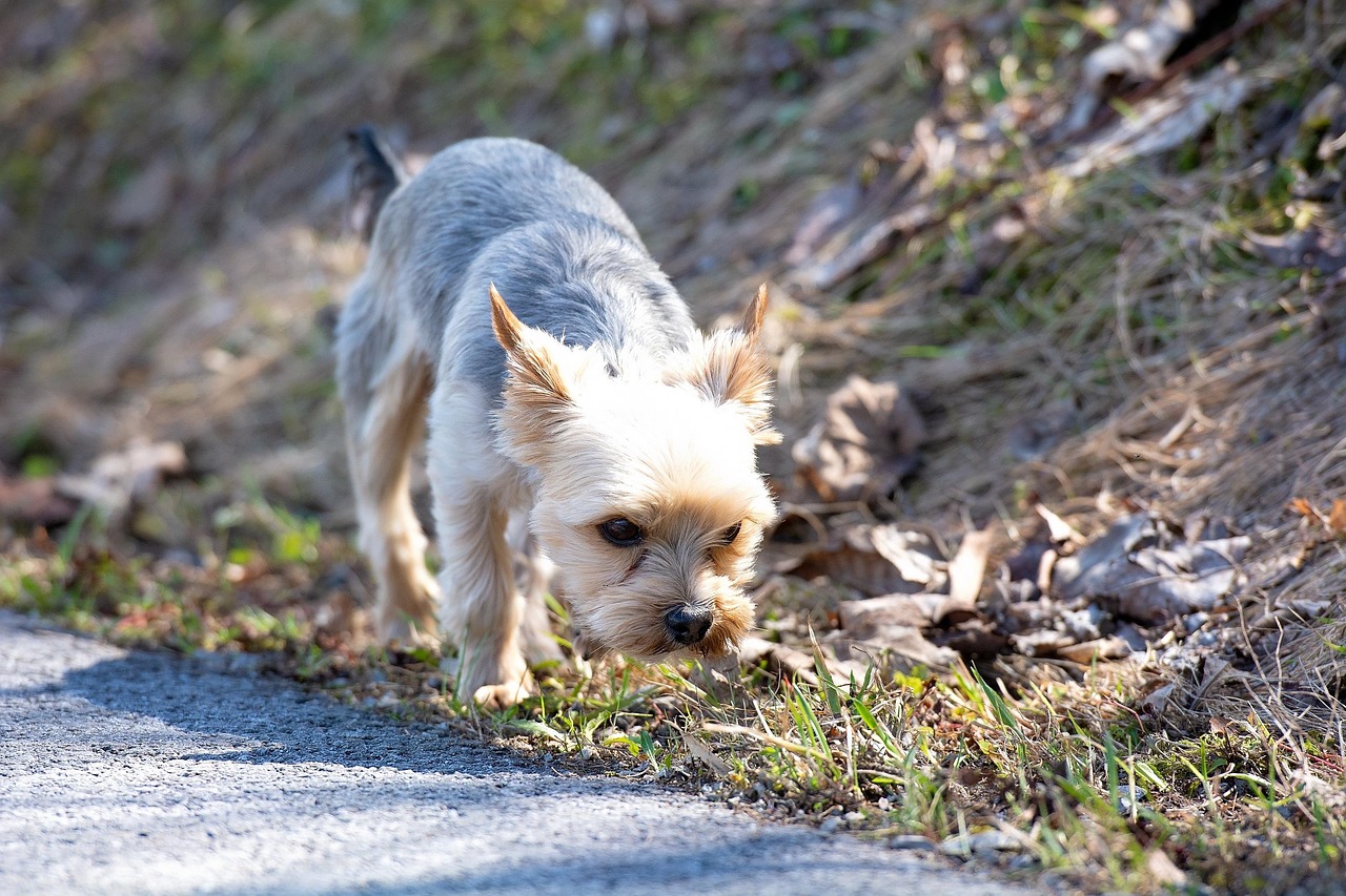 凉山猎犬最新交易联系，探索与警示