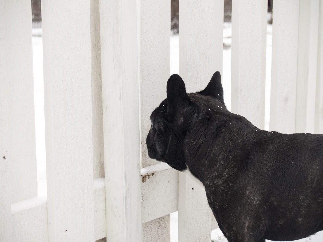 格力犬老黄蜂赛场上的速度与激情比赛视频欣赏