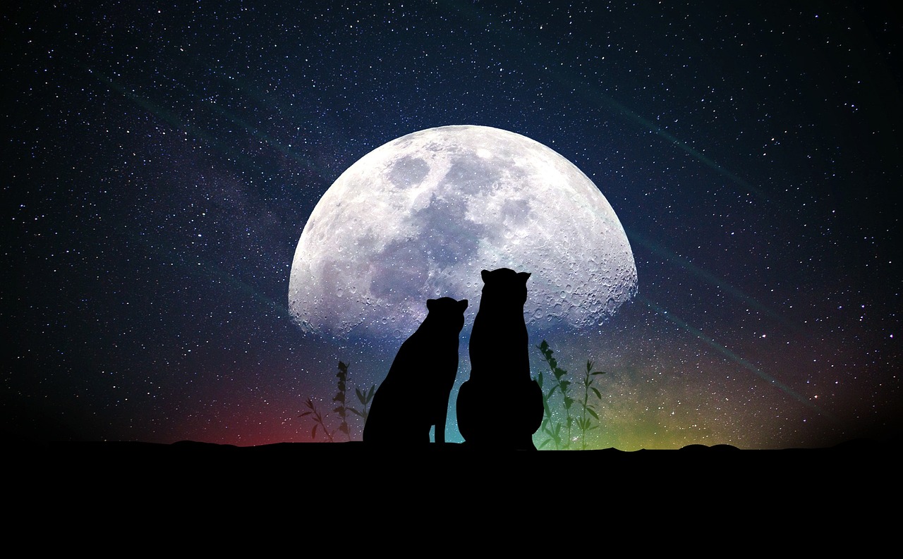 高冷明星，神秘魅力探索与公众视线下的揭秘