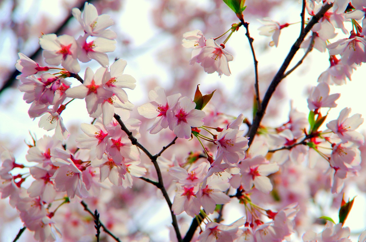 山楂成熟季节揭秘，上市时间与季节魅力