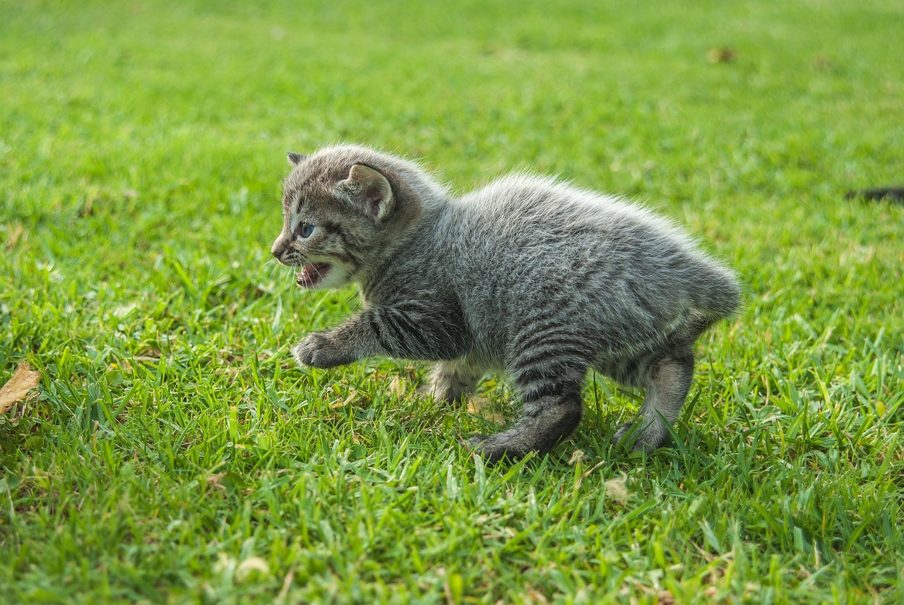 猫之动漫世界，探索与想象的旅程