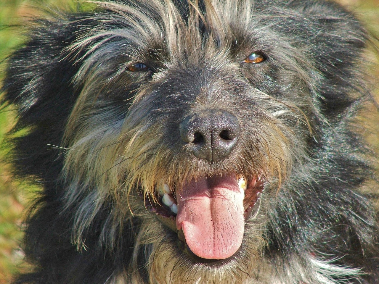 边境牧羊犬价格解析，市场分析、购买指南与全方位解读