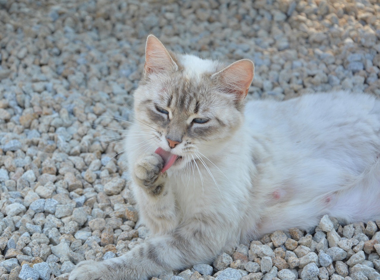 最新猫咪品种探索，猫界新成员的奥秘